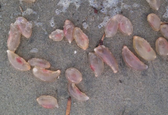 Hordes Of Mysterious Sea Creatures Invade California Beach