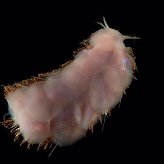 Bizarre New Creatures Discovered on the Indian Ocean Floor