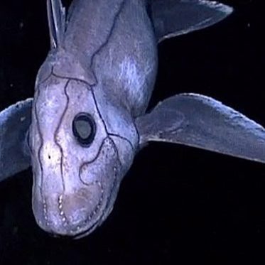 Mysterious Deep Sea Ghost Shark Caught On Camera