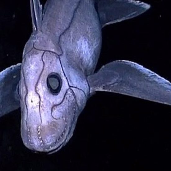 Mysterious Deep Sea Ghost Shark Caught On Camera