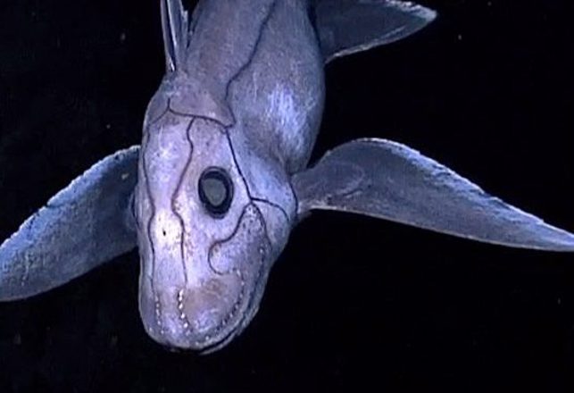 Mysterious Deep Sea Ghost Shark Caught On Camera