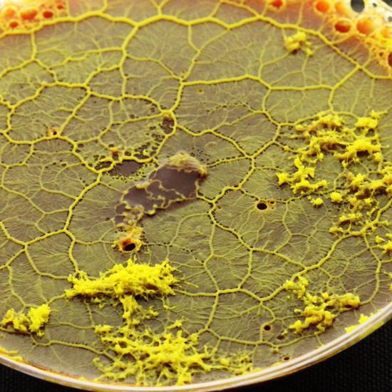 Brainless Slime Molds Share “Memories” By Fusing Together