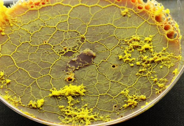 Brainless Slime Molds Share “Memories” By Fusing Together