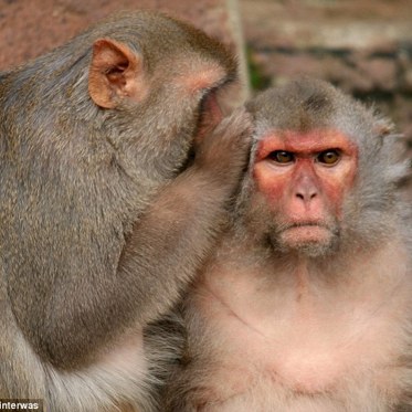 Why There Are No Talking Monkeys