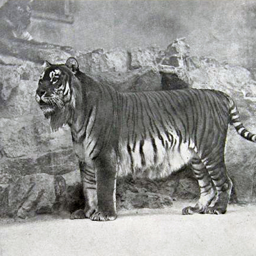 De-Extinctionists Look at Caspian Tiger and Tasmanian Tiger