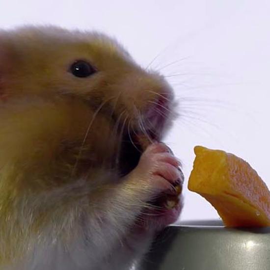 Scary Reason Why French Hamsters Are Becoming Cannibals