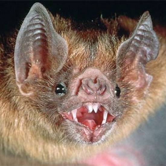 Vampire Bats Caught Feeding on Humans for the First Time