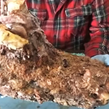 Frozen Sasquatch Foot Revealed in Video