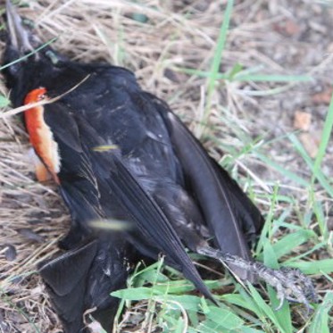 Large Flock of Blackbirds Fall From Sky in New Jersey