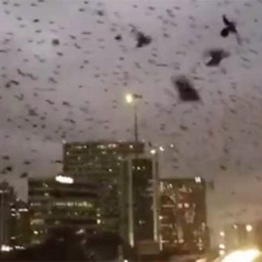 Mysterious Bird Apocalypse on Houston Highway