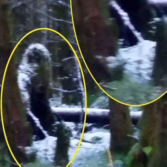 Bigfoot Spotted in Haunted Irish Forest