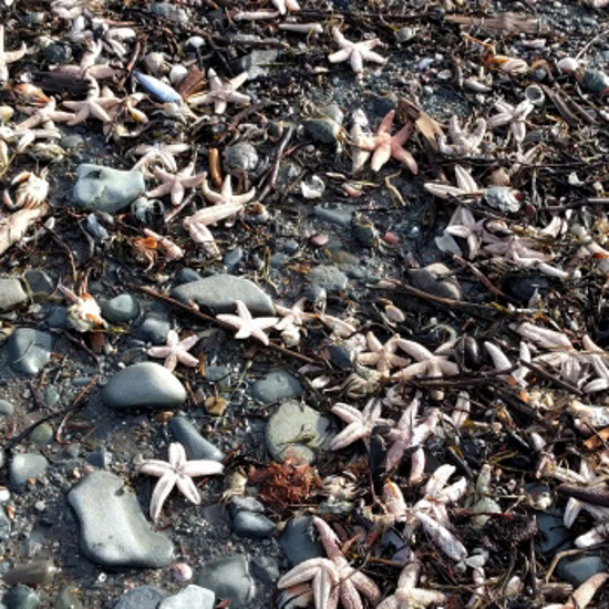 Mass Deaths of Sea Creatures In Canada Remain A Mystery