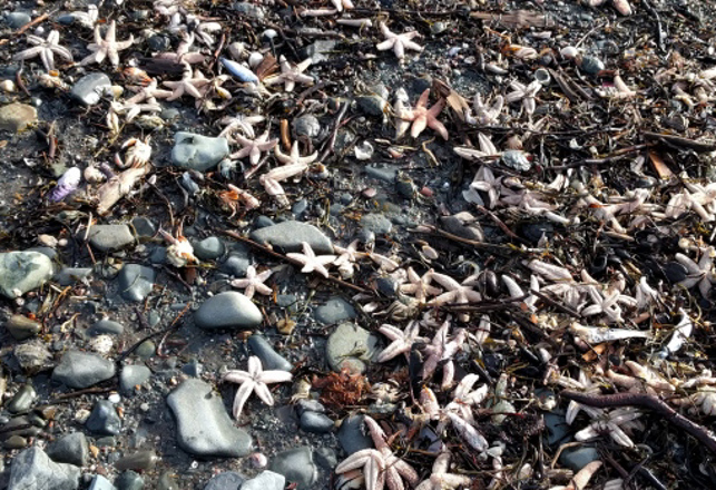 Mass Deaths of Sea Creatures In Canada Remain A Mystery