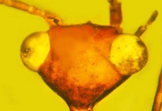 Prehistoric Alien-Looking Bug Unlike Any Known Life on Earth