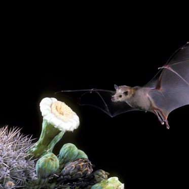 Tequila Helps Save a Bat Species From Extinction