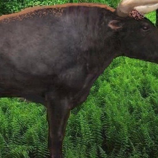 Elephant-Sized Extinct Cattle Being Brought Back in England