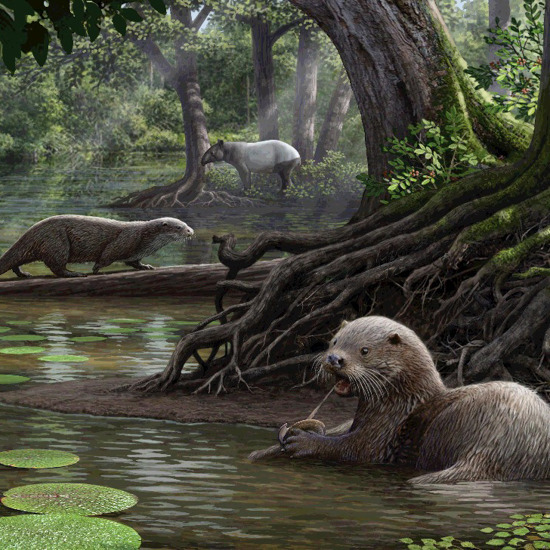Wolf-Sized Otter Discovered in China