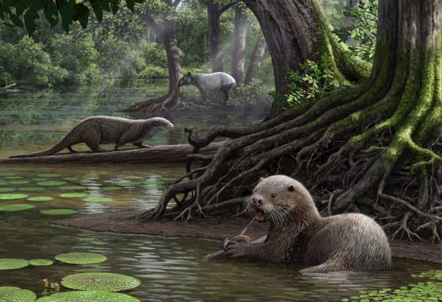 Wolf-Sized Otter Discovered in China