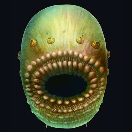 Baggy Sea Creature is Oldest Human Ancestor