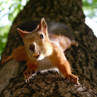 Prepare for the Squirrelpocalypse