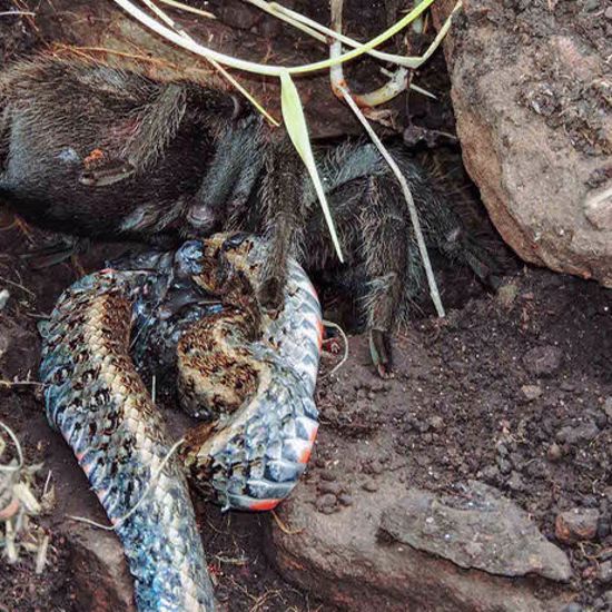 Giant Tarantula Eats Big Snake in Shocking Discovery