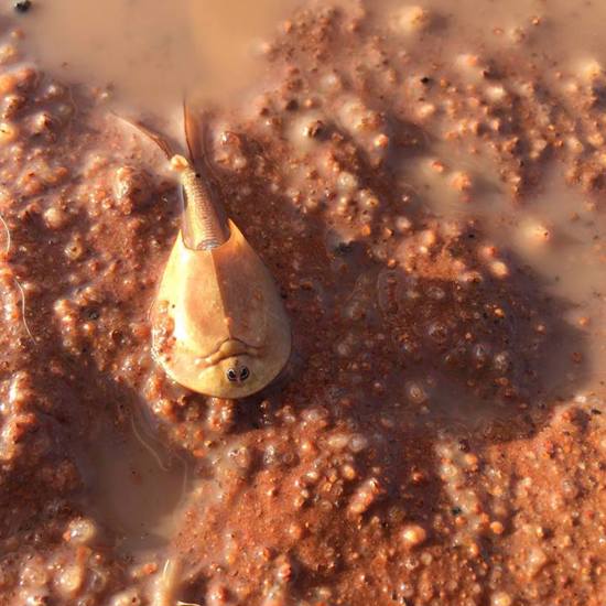 “Living Fossils” Rise from the Ground After Rainstorms