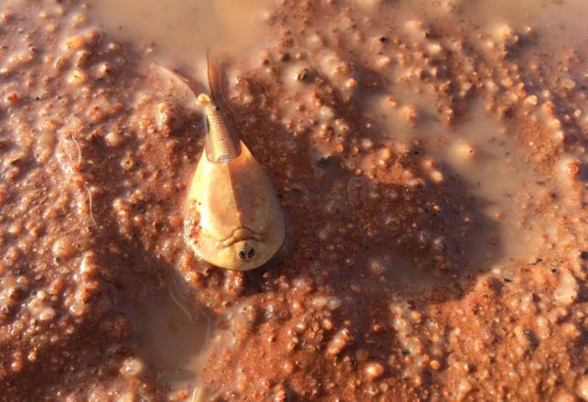 “Living Fossils” Rise from the Ground After Rainstorms