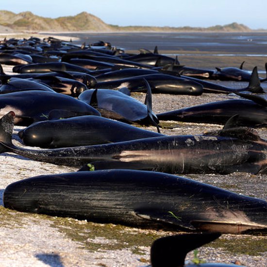 Beached Whales are a Mystery and an Explosive Danger