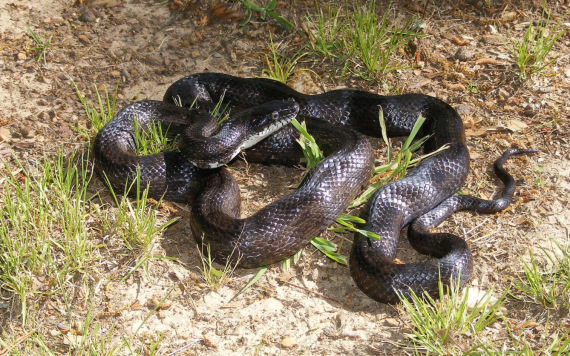 black rat snake 570x356