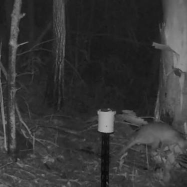 Rat-Cat Hybrid in South Africa and Cat-Roo Seen in Australia