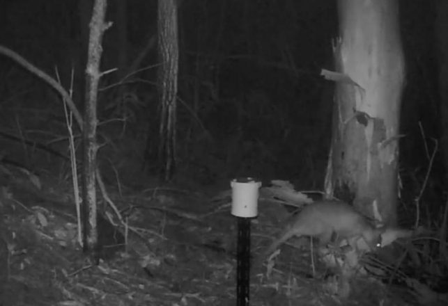 Rat-Cat Hybrid in South Africa and Cat-Roo Seen in Australia