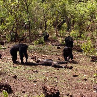 Chimps Murder/Eat Former Leader: The Tragic Tale of Foudouko