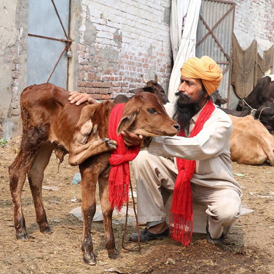 Five-Legged, Seven-Footed Calf Worth $3,000 to Cow Cult