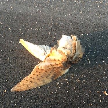 Dozens of Dead Owls Found on Road in Idaho