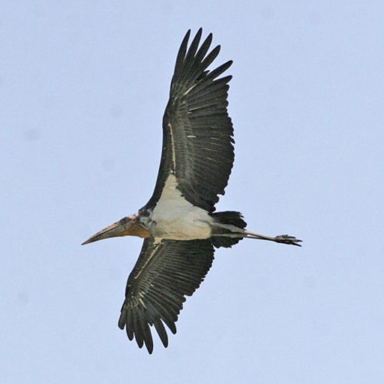 An Army of Women Saves India’s Once Reviled Giant Storks