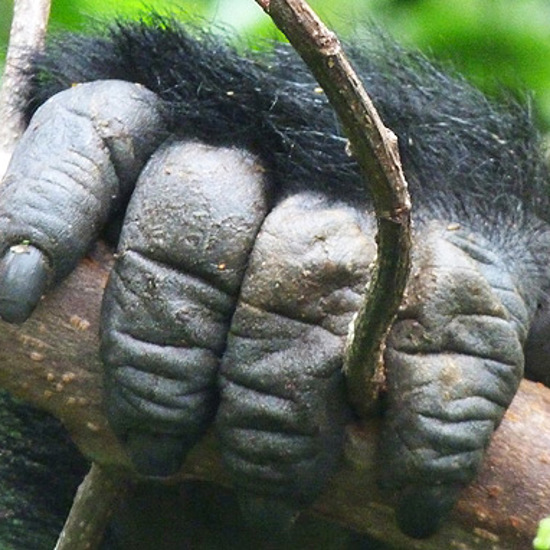 Claw Marks May Be Evidence of an Alabama Booger Ape