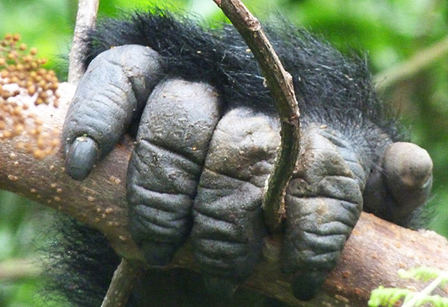 Claw Marks May Be Evidence of an Alabama Booger Ape