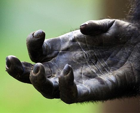 gorilla hand lines