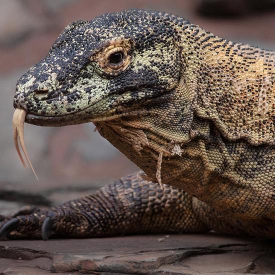 Komodo Dragon Blood May Be a Lifesaving Elixir