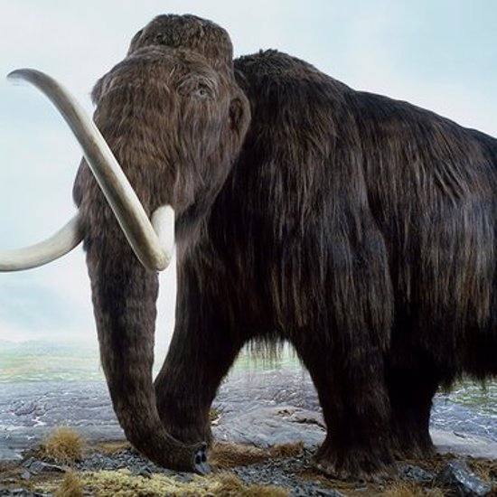 Scientists Say They’ll Have a Woolly Mammoth in Two Years