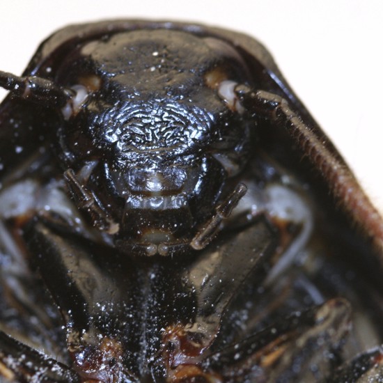 Mysterious Mutant Grave-Dwelling Super Cockroaches Discovered in Malta