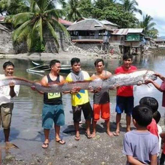 Beached Oarfish and Fish Deaths Are Dire Warning to Pacific