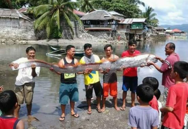 Beached Oarfish and Fish Deaths Are Dire Warning to Pacific