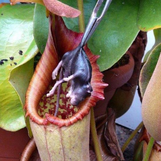 Flesh-Eating Plant Mystery Solved