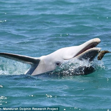 Dolphins Are Using Blowfish to Get High