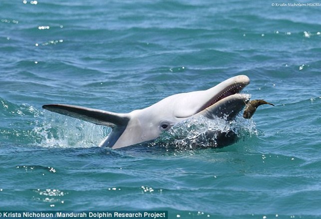 Dolphins Are Using Blowfish to Get High