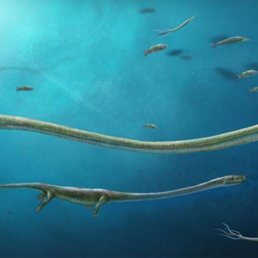 Baby Sea Monster Found Inside Fossil Mama