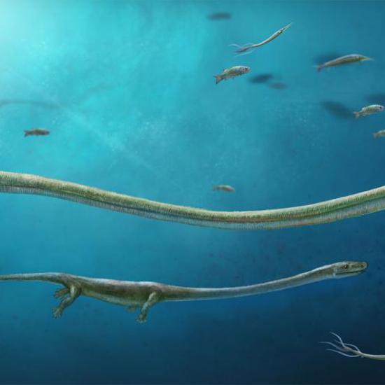 Baby Sea Monster Found Inside Fossil Mama