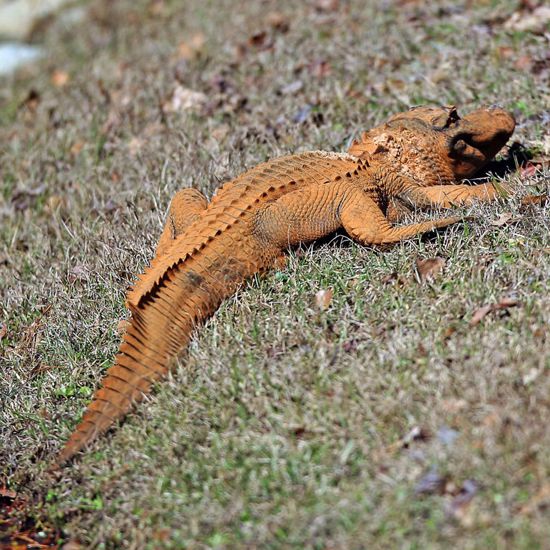 Strange Orange Alligator Seen in South Carolina