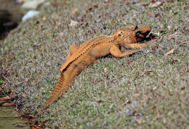 Strange Orange Alligator Seen in South Carolina